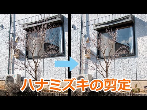 園芸 ハナミズキ