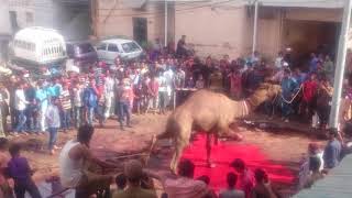 Dangerous Camel slaughter 2017