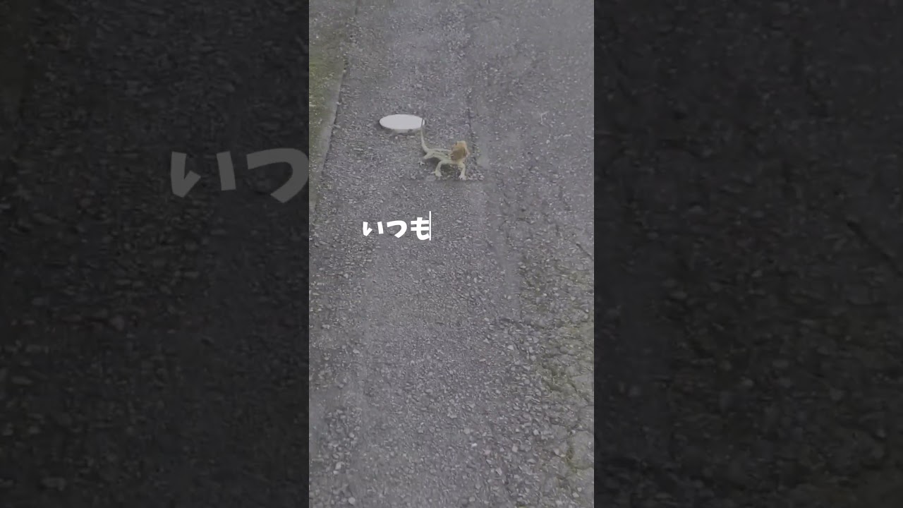 こんなところにおじさん　#shorts #爬虫類 #トカゲ #おじさん #なぜ #生物 #capcut