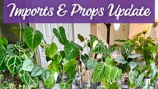 Latest Import and Prop Update: How Are They Doing? | Plus Propagating More Plants