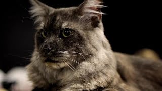 Internationale Katzenschau: Europas schönste Katzen treffen sich in Sofia