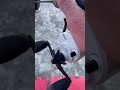 Video Thumbnail for Best Pan Fish Setup Slapping Perch