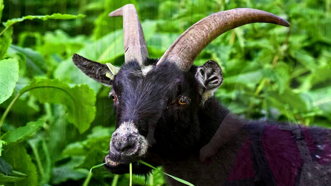 Qué Significa Soñar Con Cabra