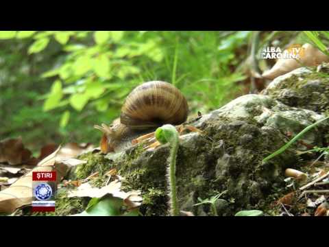 AMPOIȚA, LOCUL UNDE POȚI FUGI DE CĂLDURĂ