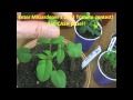 Prune Pepper plants for HUGE yields! 