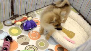 preview picture of video 'Timelapse video of Pomeranian and Japanese Chin at Charm City Puppies 9/11/12'