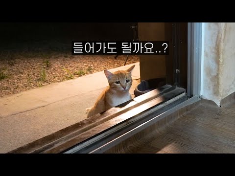 간택을 부탁하러 온 길냥이