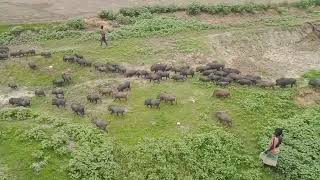 wildlife is the best moments animal hunting prey animals video piggy hog