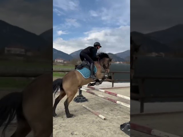  Hongre- Connemara- 10 ans 