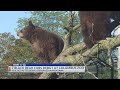 Orphaned Black Bear Cubs Debut At Columbus Zoo
