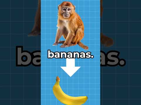 Why Do MONKEYS Like BANANAS? 🤨