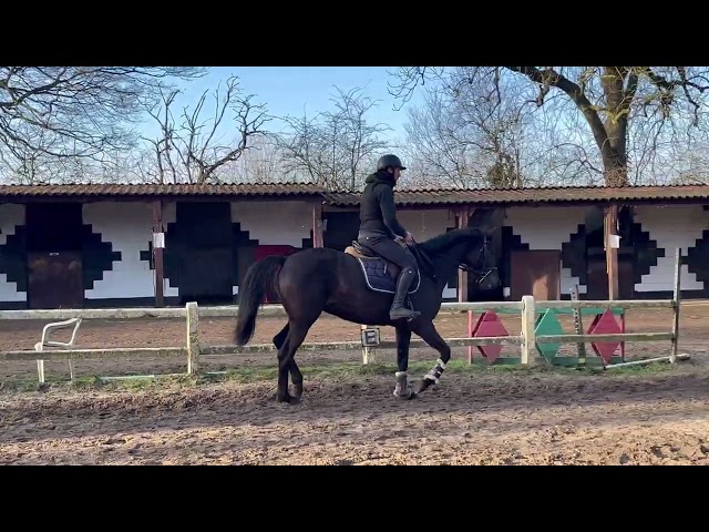 Magnifique jument de 7 ans, +- 1m65, Westphalienne 