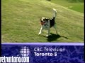 CBC Toronto 5 ID 1988