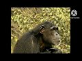 Bim And Bam In The Animal World Chimpanzee 2008 Part 2