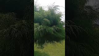 Download lagu Villa Murah Cisarua Puncak -0812-1887-1425 mp3