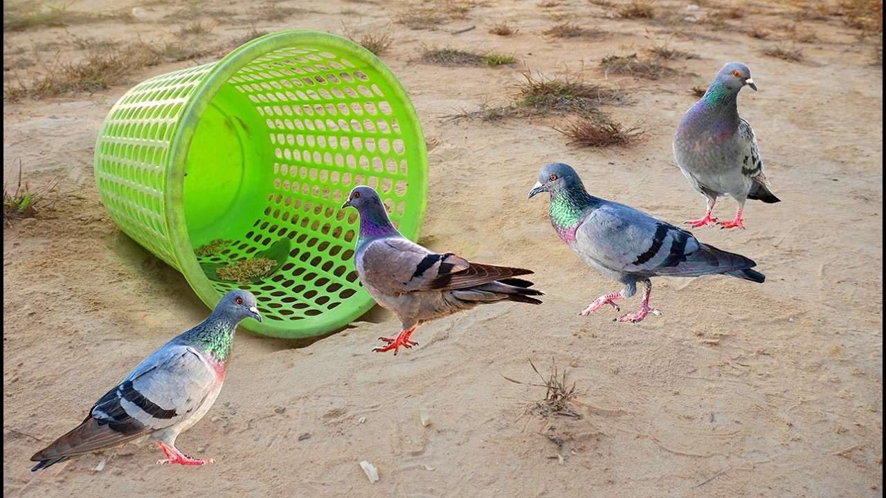 #DIY Bird Trap Using Basket - #Best Bird Trap - Creative Pigeon Bird Trap Using Basket