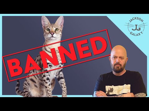Will Hybrid Cats Disappear?
