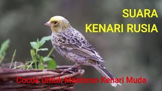 Download lagu Masteran Kenari Rusia Gacor | Masteran Kenari | Full Tanpa Iklan mp3 Download lagu Masteran Kenari Rusia Gacor | Masteran Kenari | Full Tanpa Iklan mp3