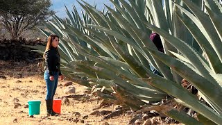 MIEL de MAGUEY - MANJAR para Conocedores - ALMA Coronel