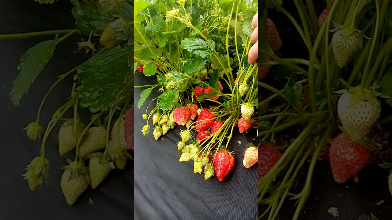 Сорт клубники Роксана.22. 05.2020 г.