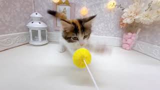 メインクーンの動画01