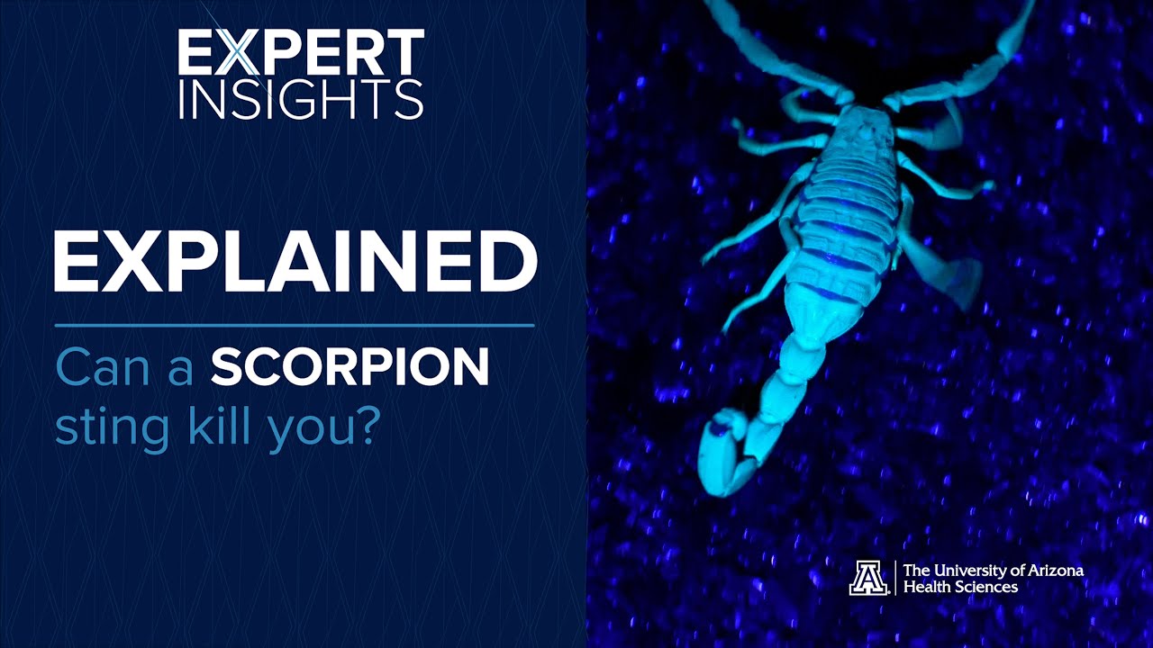 Expert Insights: Can a Scorpion Sting Kill You?
