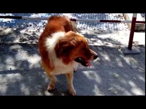 The pet dog of  Ukhimath ,Uttarakhand,India