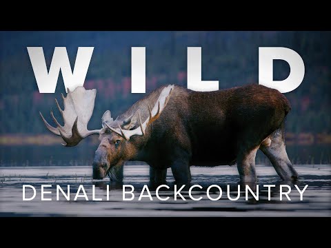 How to Experience Denali National Park While the Road is Closed