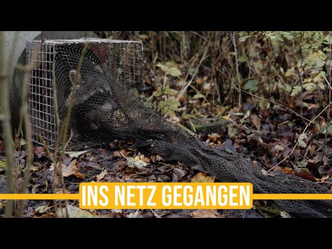Niederwildtestrevier | Ins Netz gegangen - Wertvolle Tipps und spannende Thesen von Paul!