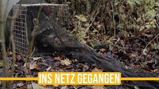 Niederwildtestrevier | 𝗜𝗻𝘀 𝗡𝗲𝘁𝘇 𝗴𝗲𝗴𝗮𝗻𝗴𝗲𝗻 - Wertvolle Tipps und spannende Thesen von Paul!