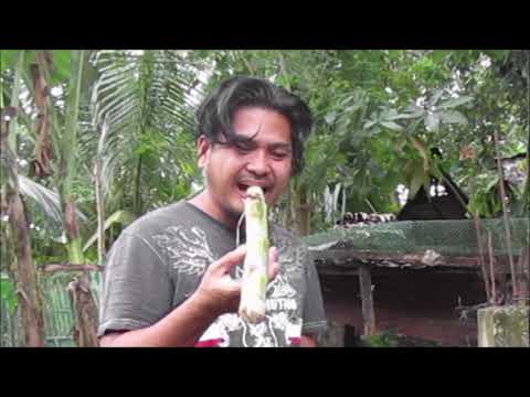 poor treasure hunter eating sugar cane