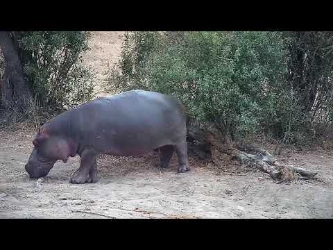 Djuma: Hippo ready to head off grazing for a while - 17:31 - 08/14/21