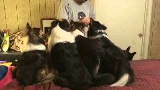 Dog switches places to get more treats