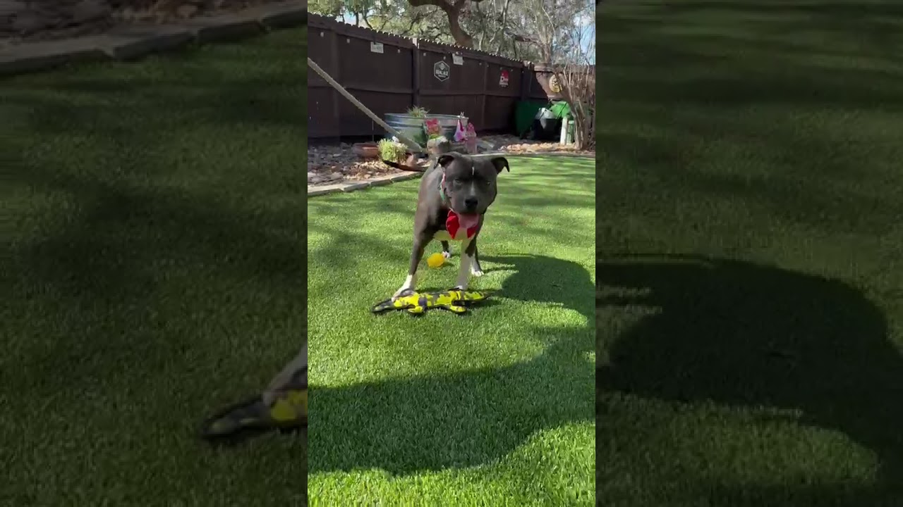 Stone, a ADOPTABLE Pit Bull Terrier in Southport, CT video 3/6