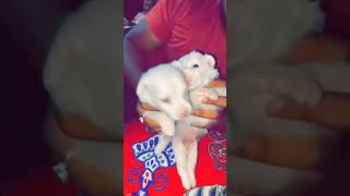 Other Puppies Videos