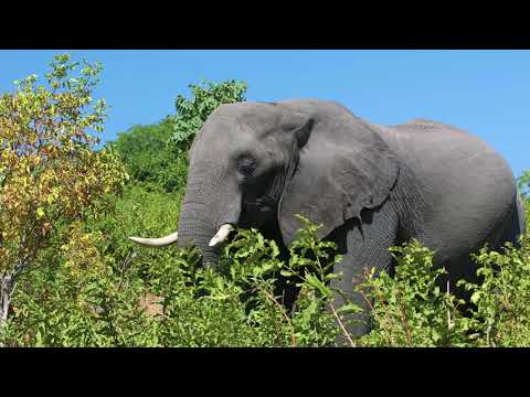 'éléphant pachyderme défenses animal faune