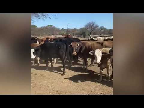 Vacas Preñadas en Garabato, Santa Fe