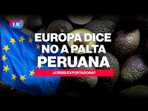 🚨🥑EUROPE REJECTS Peruvian HASS AVOCADO #NewsLR #HassAvocado #PeruvianExports