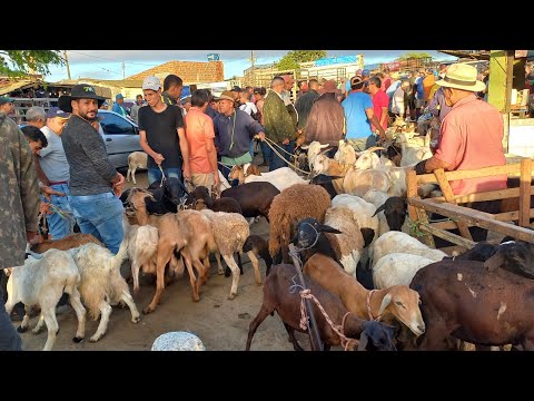 FEIRA DE BODE EM CAMPINA GRANDE-PB 