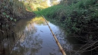 Pescaria de tilapia e tucunaré em uma ilha no Rio marinheiro é lindo ver a bóia afundar .