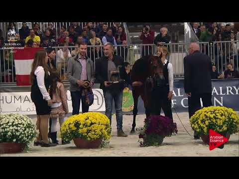 BRONZE N.141 CYCLONE OS - Verona 2017 - Junior Colts Championship (Class 16)