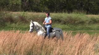 AMAZING HORSE Arabian-POA Gelding - Jacob Parks Horsemanship Non Gaited Training