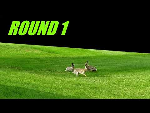 RABBIT FIGHT "Round 1" (with slow motion and super slow motion added) #WeirdWildlife