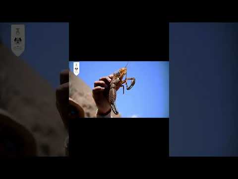 homenaje a huambo  caylloma  arequipa #turismo