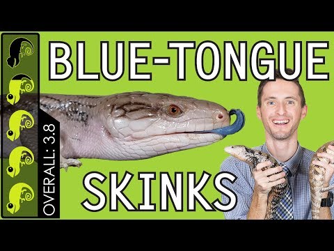 Blue-Tongued Skink, The Best Pet Lizard?