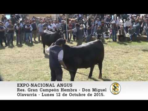 12-10-15 Jura de Hembras - Exposicion Nacional Angus - Olavarria.