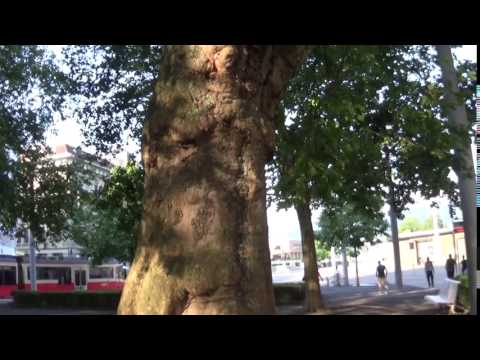 21.7.2017 Schöner Baum