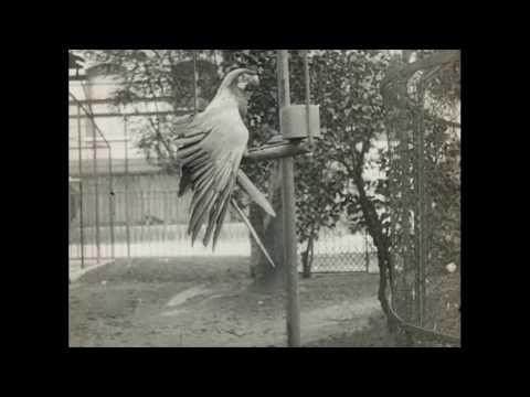 Au jardin zoologique de Paris (1905) Zoological Garden (Pathé)
