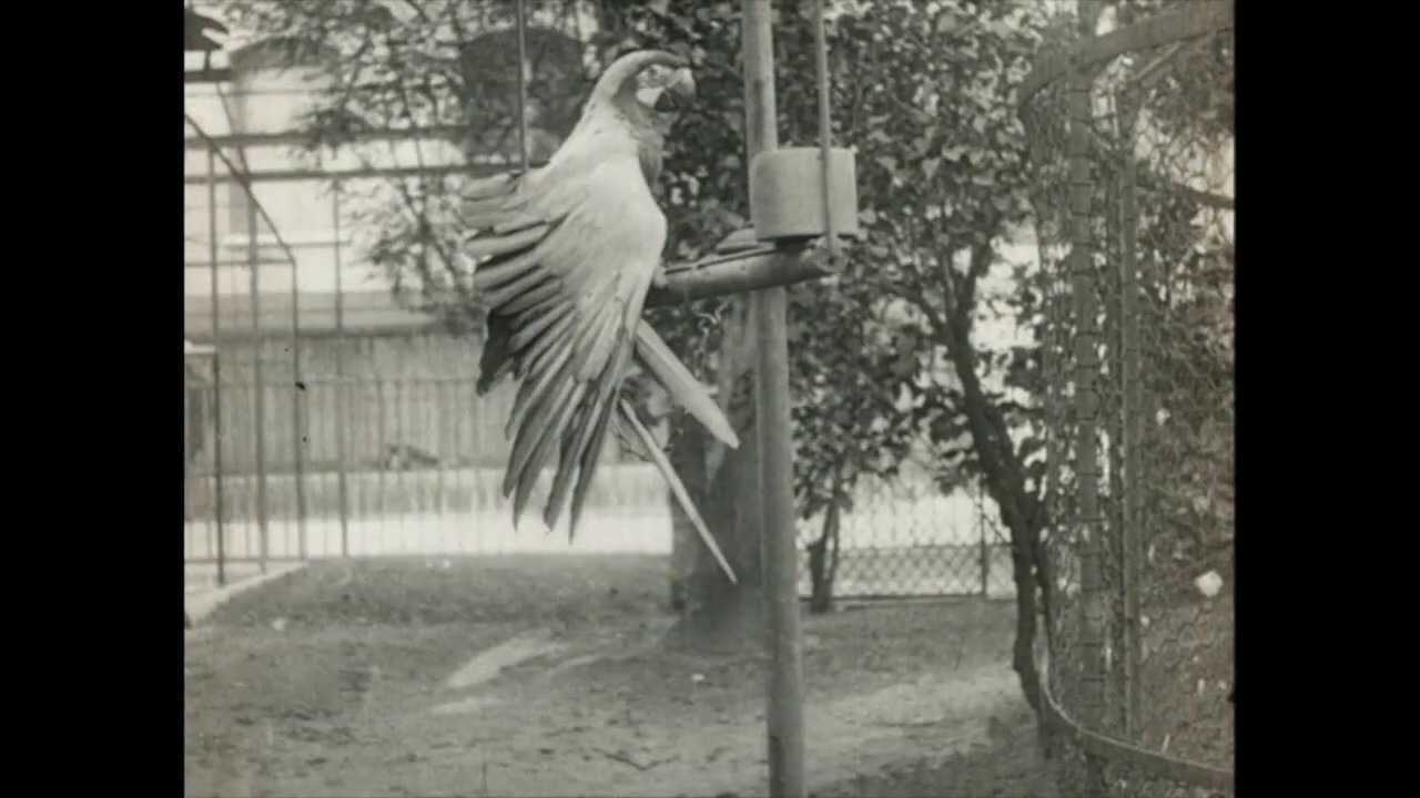Au jardin zoologique de Paris Trailer