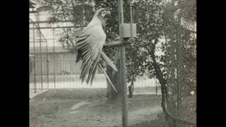 Au jardin zoologique de Paris (1905) Zoological Garden (Pathé)